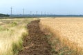 Golden Wheat Field