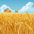 Golden wheat field ripe harvest, farmhouses background under blue sky fluffy clouds. Wheat stalks Royalty Free Stock Photo