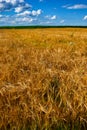 Golden wheat field, ripe and ready for harvest, stretches out under a partly cloudy sky Royalty Free Stock Photo