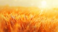 golden wheat field, with ripe wheat swaying in wind and the sun casting a warm glow over the scene Royalty Free Stock Photo