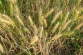 Golden Wheat Field in Rural Countryside. Agriculture, Farming Concept. Copy Space Background Royalty Free Stock Photo