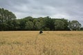 Golden wheat field with scarecrow and forest in the background Royalty Free Stock Photo