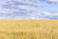 Golden wheat field in siberia, skyline at sunset.Ears of ripe yellow wheat against bright stormy sky Royalty Free Stock Photo