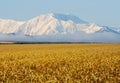 Golden wheat field and snowbound mountain peak