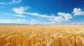 Golden Wheat Field Stretching Far And Wide