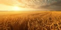 Golden wheat field on summer evening, agriculture landscape panorama with warm sunlight and vibrant colors. Generative AI Royalty Free Stock Photo