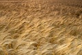 Golden Wheat Field in summer time agricultural fileds