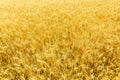 Golden wheat field on sunny autumn day. Ripe stems in the rays of sunlight Royalty Free Stock Photo