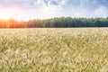 Golden wheat field