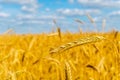 Golden wheat field Royalty Free Stock Photo