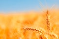 golden wheat field and sunny day Royalty Free Stock Photo