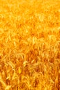 golden wheat field and sunny day Royalty Free Stock Photo