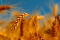 golden wheat field and sunny day Royalty Free Stock Photo