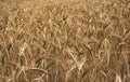 Golden wheat field and sunny day