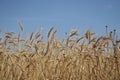 Golden wheat field and sunny day