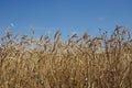 Golden wheat field and sunny day