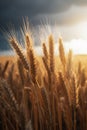 Golden wheat field in sunny day. Ripe spikelets of ripe wheat. Closeup spikelets on a wheat field against warm sunset sky Royalty Free Stock Photo