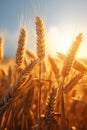 Golden wheat field in sunny day. Ripe spikelets of ripe wheat. Closeup spikelets on a wheat field against warm sunset sky Royalty Free Stock Photo