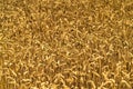 Golden wheat field and sunny day. Yellow grain ready for harvest growing in farm field Royalty Free Stock Photo