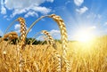 Golden wheat field