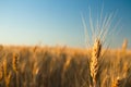Golden wheat field at sunrise early in the morning with beautiful horizon and blue sky in background, harvesting time in Royalty Free Stock Photo