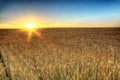 Golden wheat field at sunrise early in the morning with beautiful horizon and blue sky in background, harvesting time in Royalty Free Stock Photo