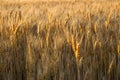 Golden wheat field at sunrise early in the morning with beautiful horizon and blue sky in background, harvesting time in Royalty Free Stock Photo