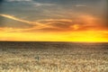 Golden wheat field at sunrise early in the morning with beautiful horizon and blue sky in background, harvesting time in Royalty Free Stock Photo