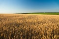 Golden wheat field at sunrise early in the morning with beautiful horizon and blue sky in background, harvesting time in Royalty Free Stock Photo