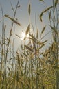 Golden wheat field at sunset against the sun with solar panel Royalty Free Stock Photo