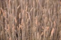 Golden wheat field at sunset. backdrop of ripening ears of yellow wheat field on the sunset background. Good harvest Royalty Free Stock Photo