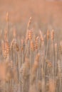 Golden wheat field at sunset. backdrop of ripening ears of yellow wheat field on the sunset background. Good harvest Royalty Free Stock Photo