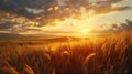 A golden wheat field at sunset with a beautiful sky AIG51A Royalty Free Stock Photo