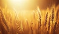 Golden Wheat Field at Sunset, Grains, Agriculture, Farm, Golden Hour, Bokeh, Harvest, Glowing Summer Crops, Background Wallpaper Royalty Free Stock Photo