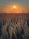 Golden wheat field in sunset light. Beautiful Rural scenery under the summer sun. Ripening ears, harvest time, vertical Royalty Free Stock Photo