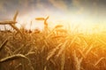 Golden wheat field and sunset