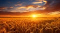 Golden Wheat Field At Sunset: A Stunning Precisionism-inspired Matte Photograph Royalty Free Stock Photo