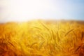 Golden wheat field on the sunset in summer day. Beautiful rural Royalty Free Stock Photo