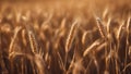 golden wheat field at sunset wheat field at dawn