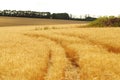 Golden wheat field with traces from the tractor Royalty Free Stock Photo