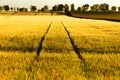 Golden grain field with tramlines, summer landscape in sunset light