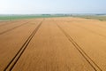 Trace of the track from a tractor in the wheat field, tracks running off through a golden corn field Royalty Free Stock Photo