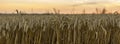 Golden wheat field in Ukraine. Ears of ripe yellow wheat against a bright sunset sky. Royalty Free Stock Photo