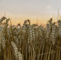 Golden wheat field in Ukraine. Ears of ripe yellow wheat against a bright sunset sky. Royalty Free Stock Photo