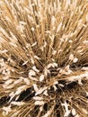 Golden wheat field in Ukrainian summer