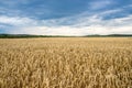 Golden wheat field under blue sky Royalty Free Stock Photo