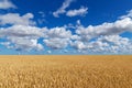 Golden wheat field under blue sky