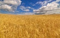 Golden wheat field under blue sky and clouds Royalty Free Stock Photo