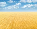 Golden wheat field under blue sky with clouds. Minimalistic landscape background Royalty Free Stock Photo