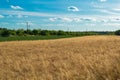 Golden wheat field under blue sky with clouds on a sunny summer day Royalty Free Stock Photo